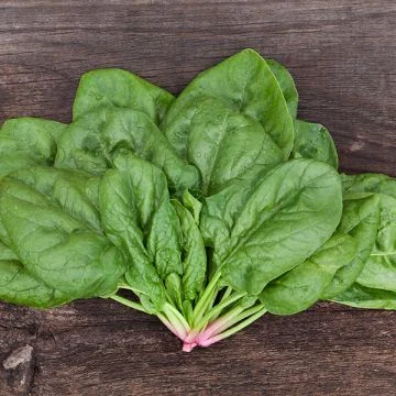 Épinard