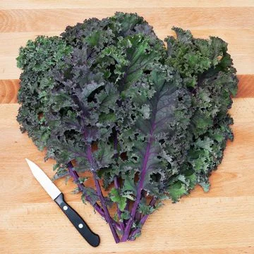 Kale frisé rouge