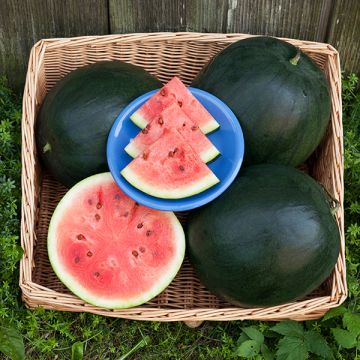 Melon d'eau