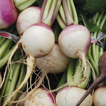 Navet blanc à col violet