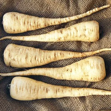 Panais