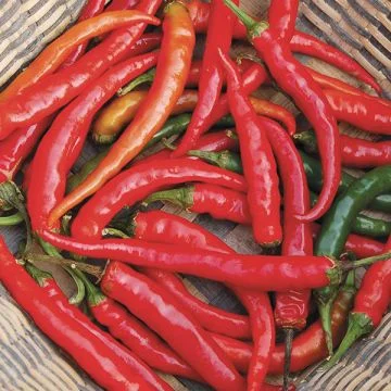 Piment Cayenne