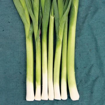 Poireau