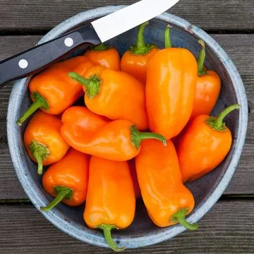 Poivron orange picnic
