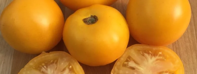 Tomate jaune