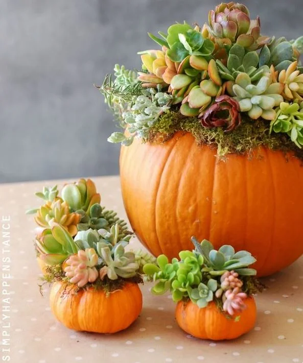Use your pumpkins as succulent planters! You can also use them as a vase for fresh cut flowers.