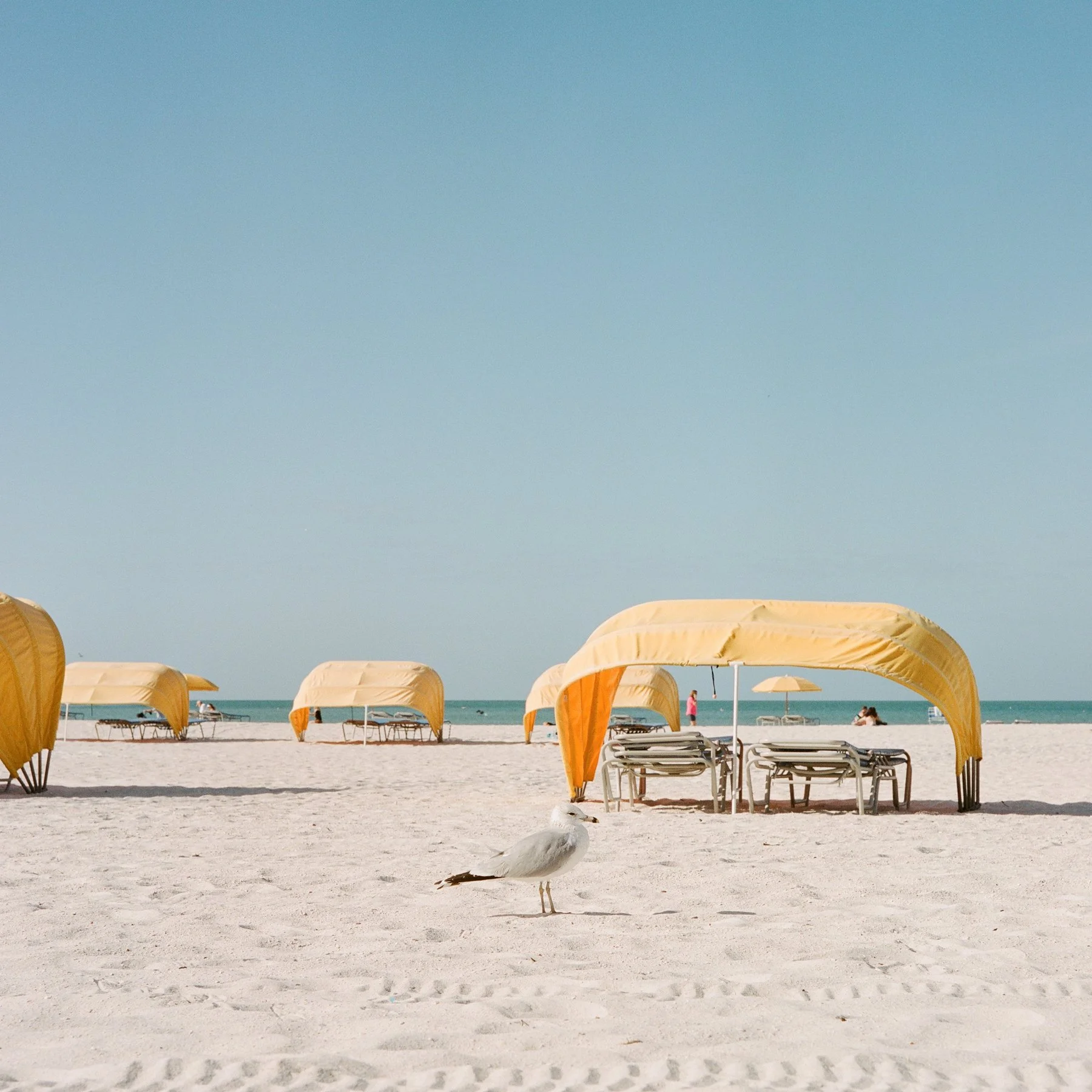 seagull st pete beach-1.jpg