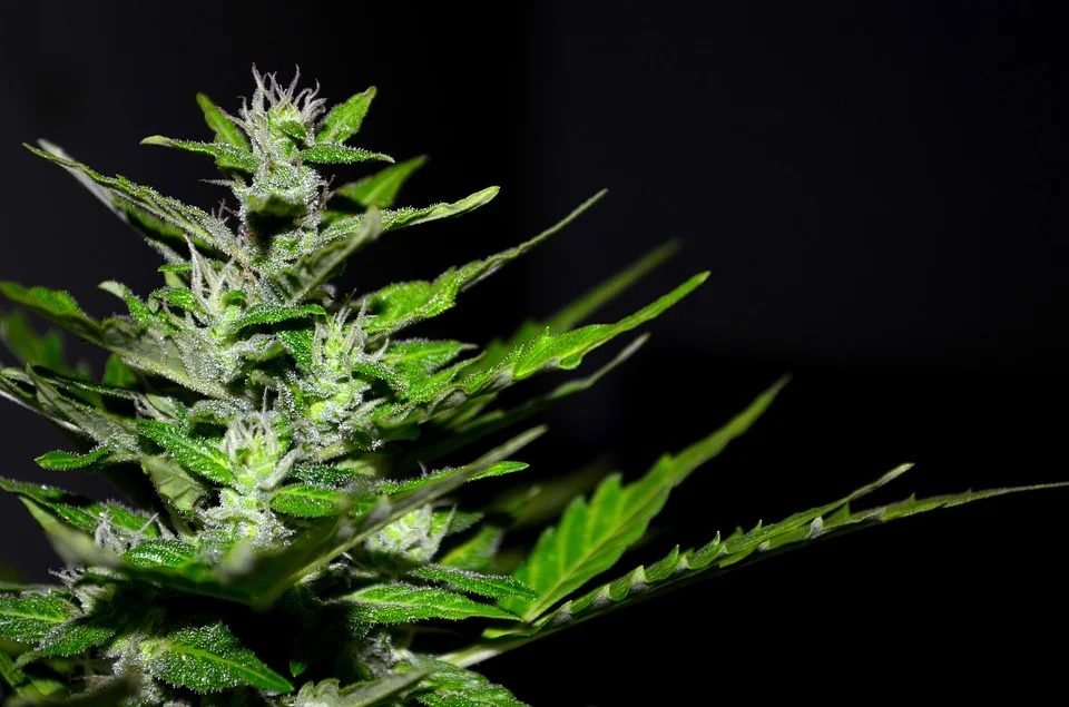 Cannabis Research Facility Outreach Mtg- Airport Rd