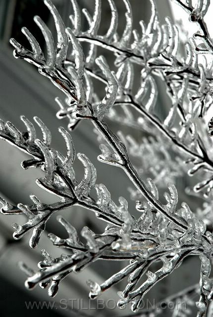 Frozen Branches II 1.jpg