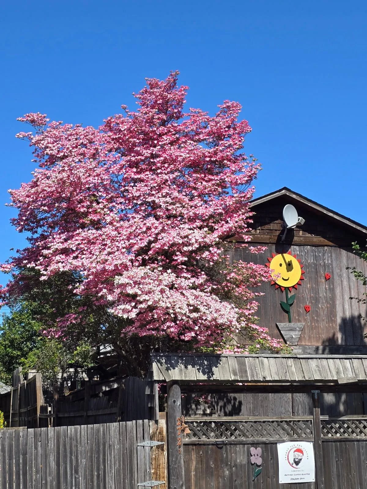 Our dogwood tree looks so lovely ❤️