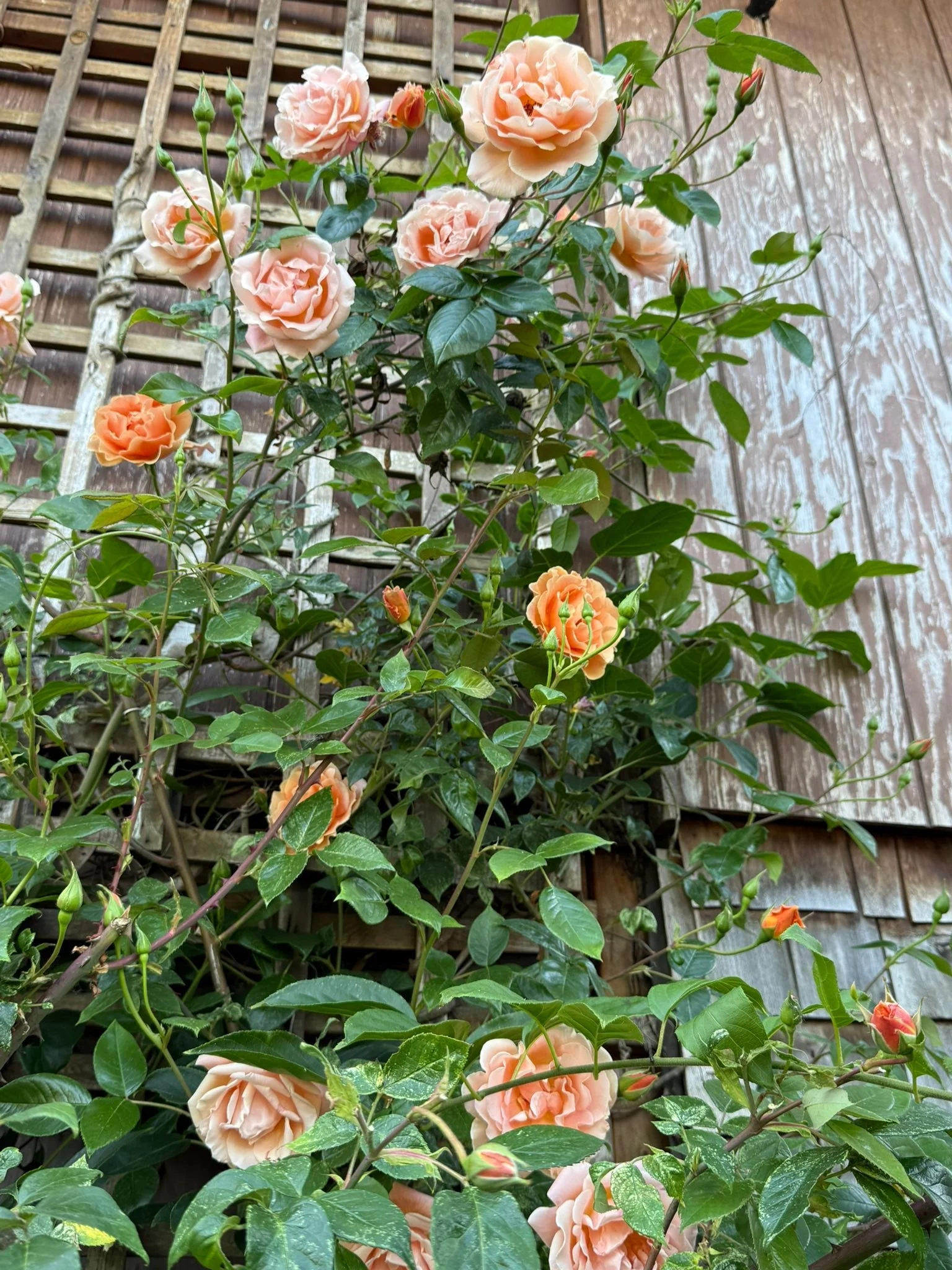 Roses are doing well this year 🌹🥀