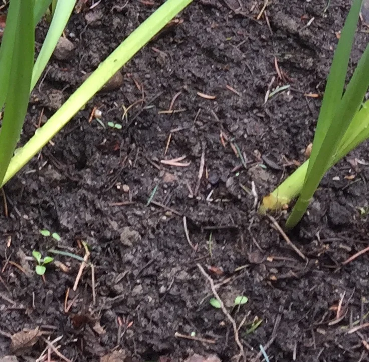 What you have to dig for