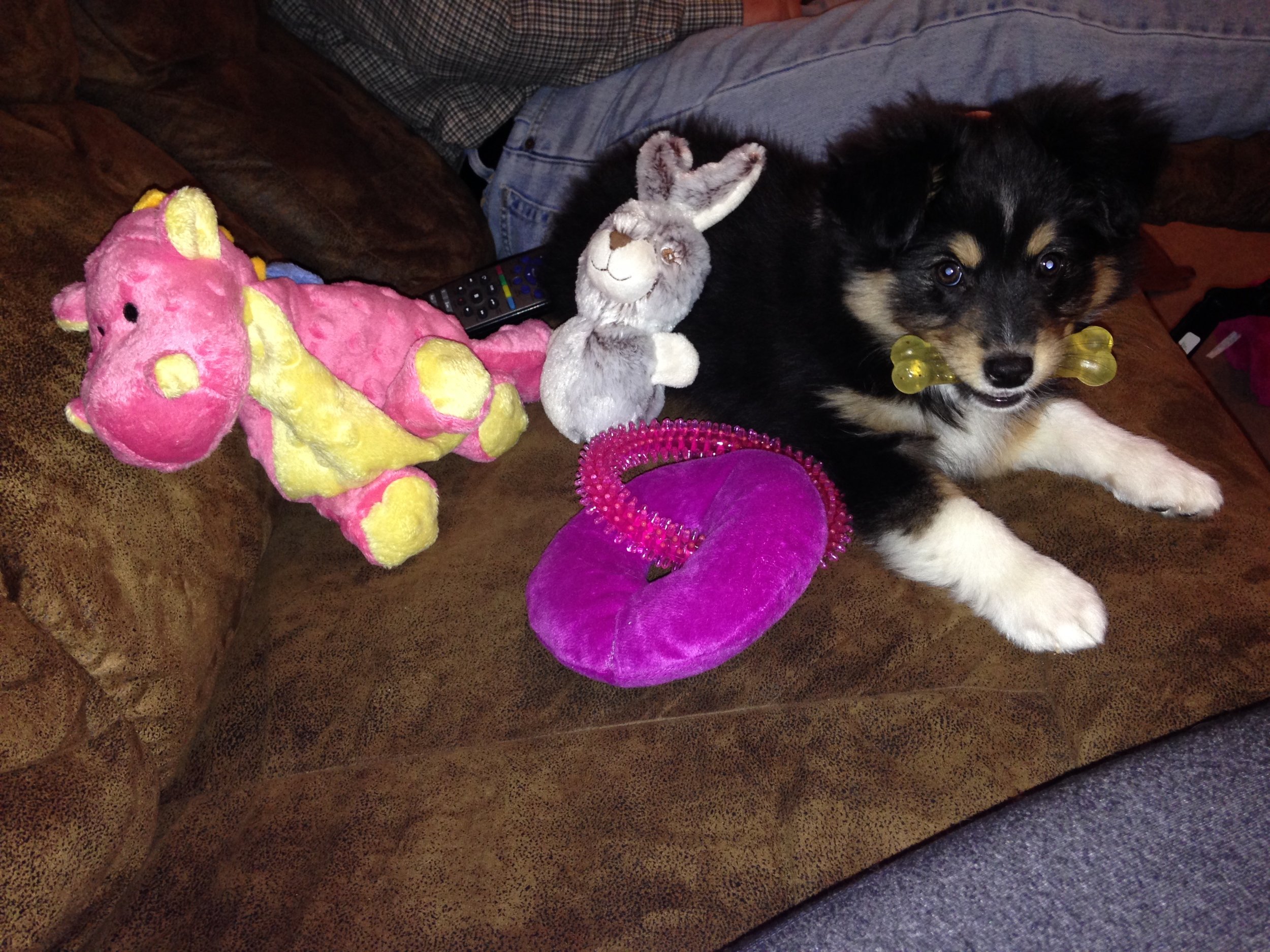 This little pup has grown up quite a bit, but her love for bones has not changed at all.