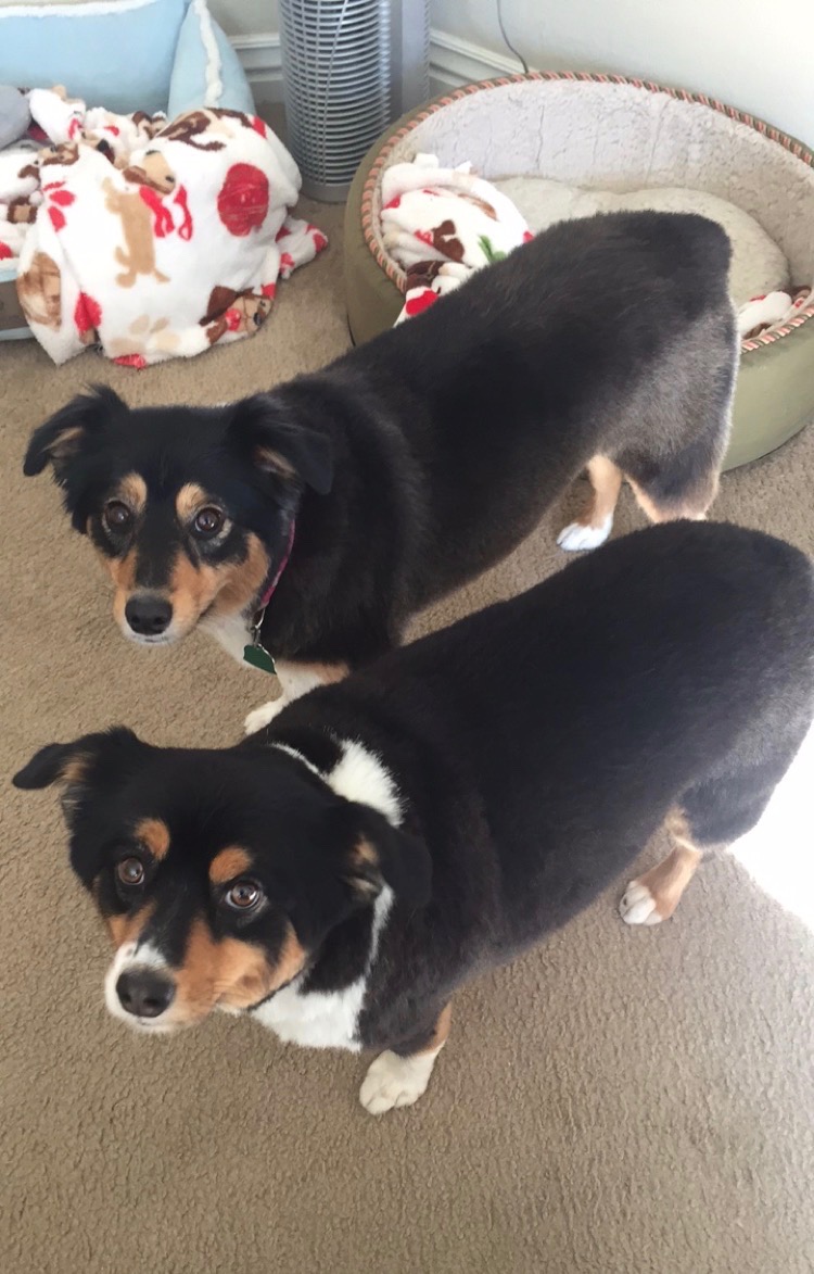 Fresh haircuts from our FAVORITE groomer ever- Natalie at Best Friends Animal Hospital in Fayetteville, Arkansas.