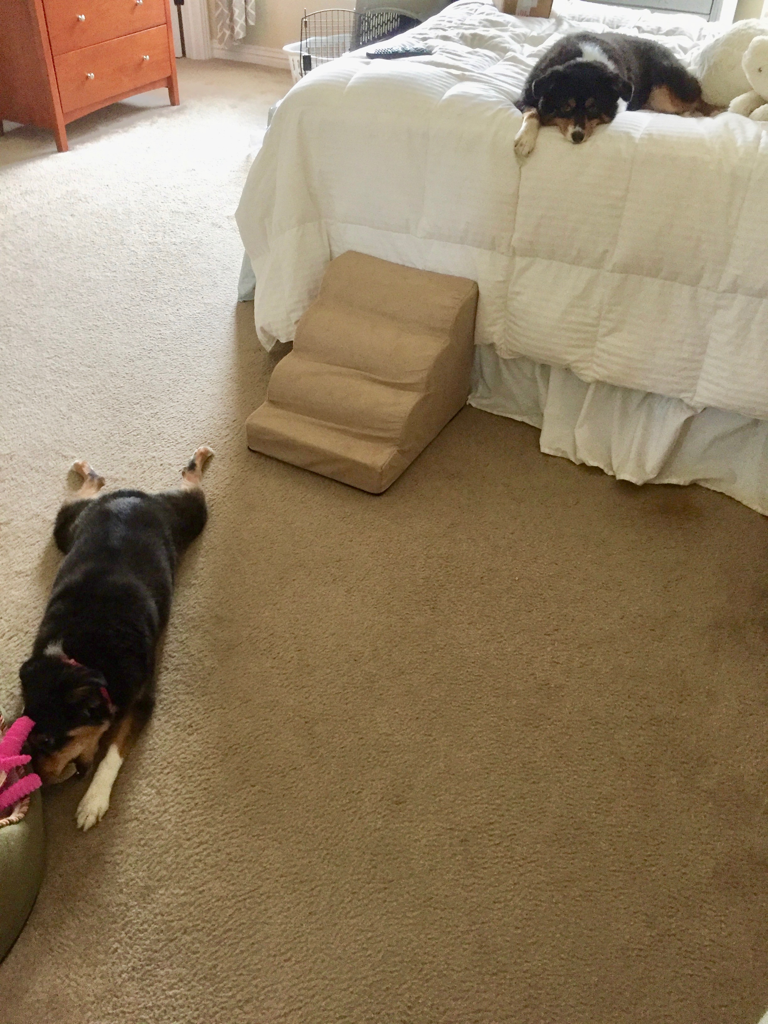 Pet Ramp