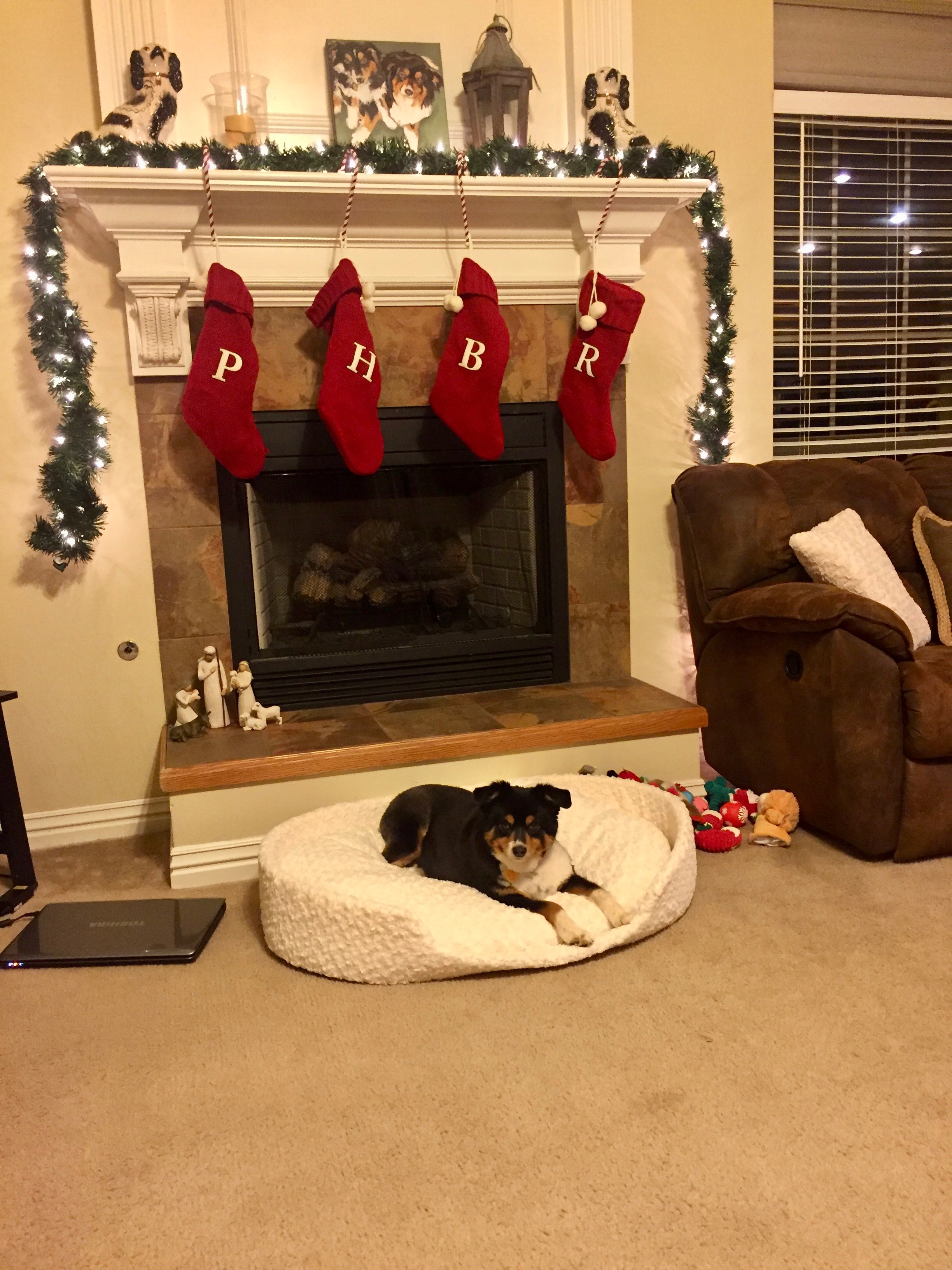 Dog bed