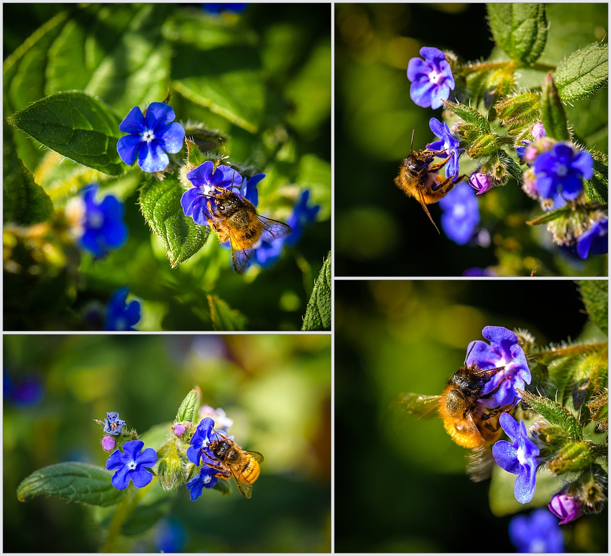 Some close ups of bees feeding on the flowers, it's amazing to pick out the small details in the wings or the hairs. All of these images were captured at an aperture of f9.