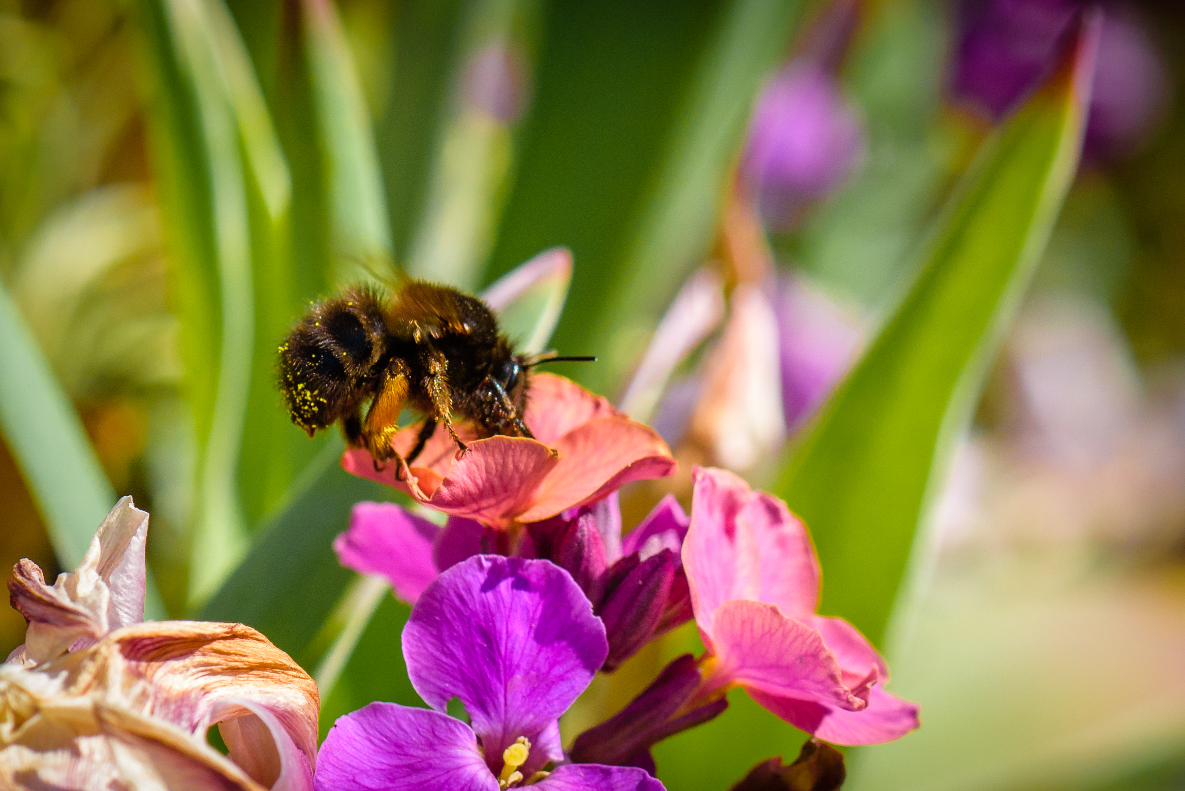 My favourite shot of the series, I love the pollen on the hairs of a bee, my kids called this "pollen butt" and thought it was hilarious :) Again shot at f9.