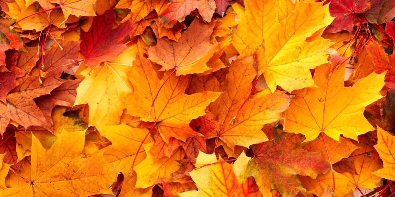 2015 Autumn Newsletter