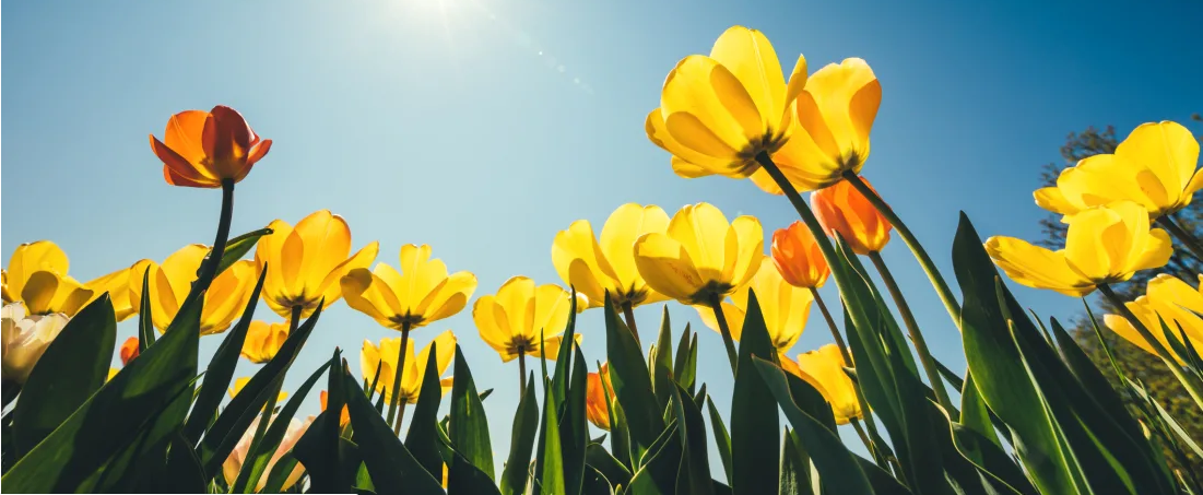 2019 Spring Newsletter