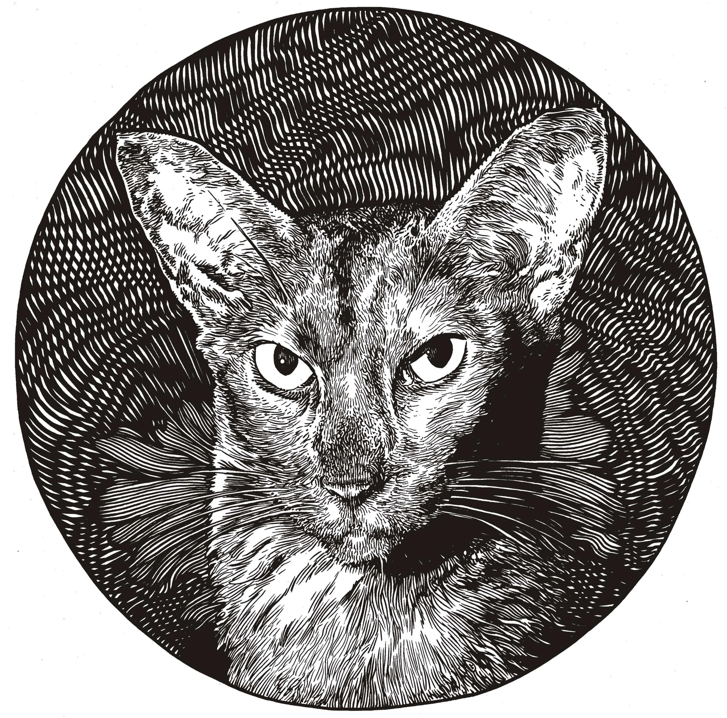 Liz's cat.jpg