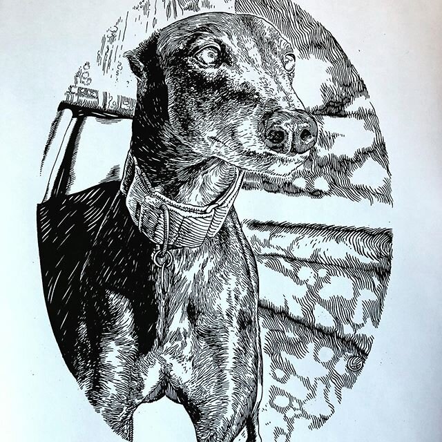 #glennoart #illustration #petraits #greyhoundsofinstagram #greyhound #greyhoundlove #greyhoundsmakegreatpets #greyhoundrescue this is Daisy and I had the honour and joy recent of drawing her. Thank you Zoe and all the other folk who have thrown commi