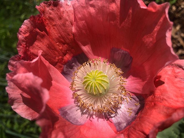Papaver somniferum  #flowerstalking #botanicalmedicine #addiction #beautifulpoison #somniferum #poppy #gardenwonder #bloom #gardensofinstagram #instagardenlovers