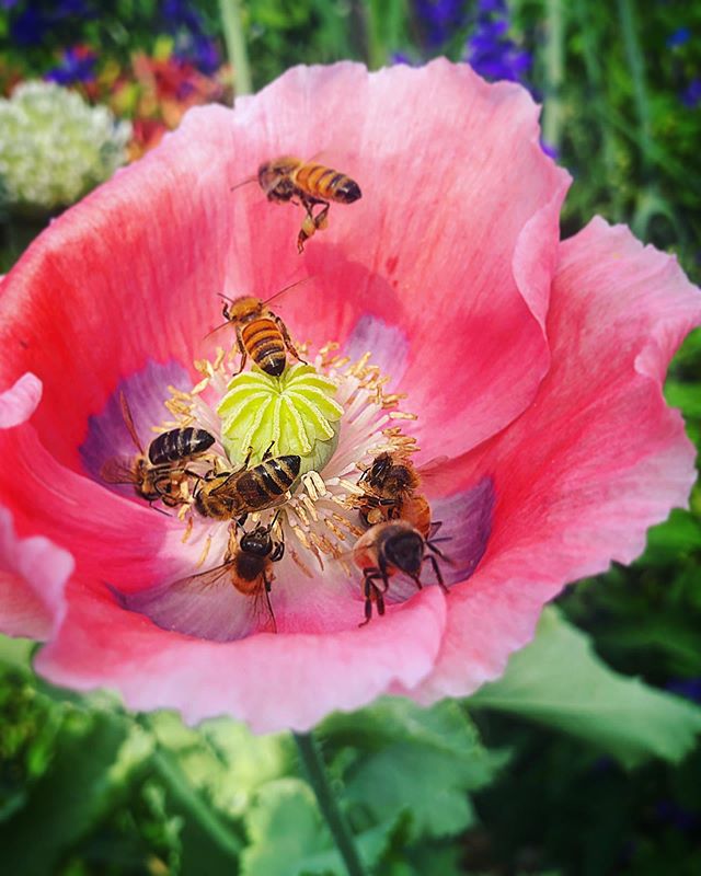 JOIN the HIVE, FEEL the BUZz🍯✨ 🐝🐝🐝 COMMUNITY ACUPUNCTURE 🐝🐝🐝 Saturday July 6th, 10-1. Schedule to save your time or walk in and wait [last walk-in 12:30] 😎☀️🌊 #summerselfcare #acupuncture #naturalpainrelief #calmdown #relax #feelgood #commun