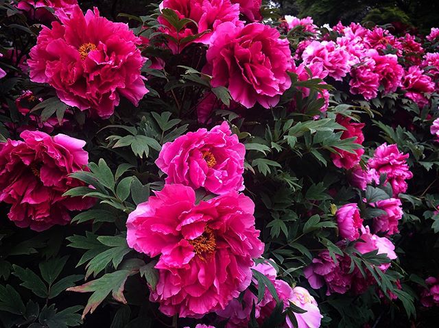 Delicate drama of the peony tree 💗  #peonytree #treepeony #bloom #thrive #peonyperfection