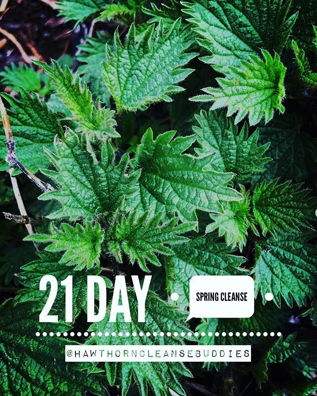 Who can name this spring green just sprouting up now?! 21 day Spring cleanse&mdash; starts Earth Day! Bc wellness is essential.