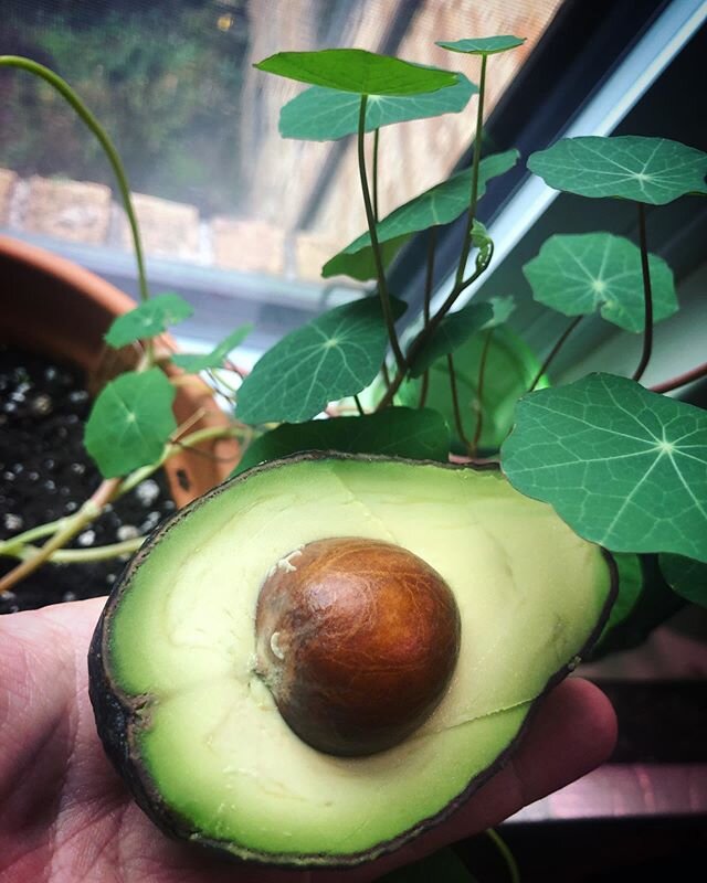 Good morning avo-lovers!! ☀️ Just too cute with the baby nasturtium lily pads on my window sill. 🥑🥑🥑🥑🥑🥑🥑🥑🥑 #cleaneats #organiceats #avocadolover #healthyfood #superfood #realfood #foodasmedicine #foodart  #funfood #happyandhealthy  #onthetab