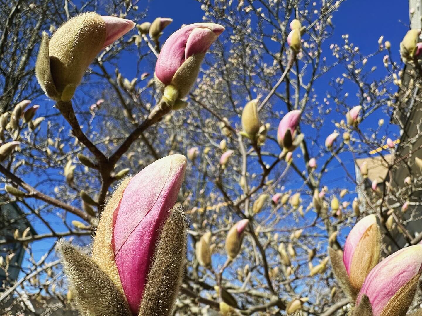 Hello Spring! 🌱🌱🌱 Magnolias are the honokiol harbinger of spring! 🤓🙌🌳

Honokiols are lignans isolated from the bark of magnolia trees. They can decrease neuro inflammation and anxiety, which is why magnolia is sometimes used in adrenal support 