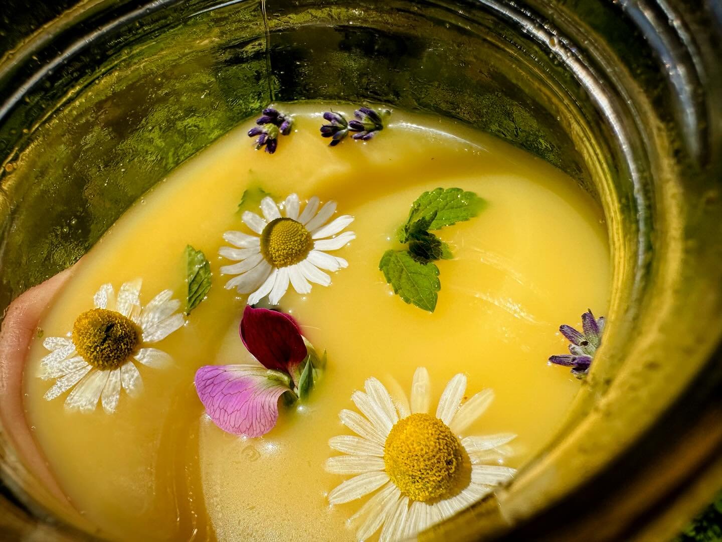 🌞✨GARDEN and CHILLed GOLDEN MILK🌸🧑🏻&zwj;🌾 

Pop your golden milk in the freezer for a few minutes and/or add some ice cubes. Then, when you get to the garden, add whatever delightful herbal blooms catch your eye for a cup of pretty sunshiny gard