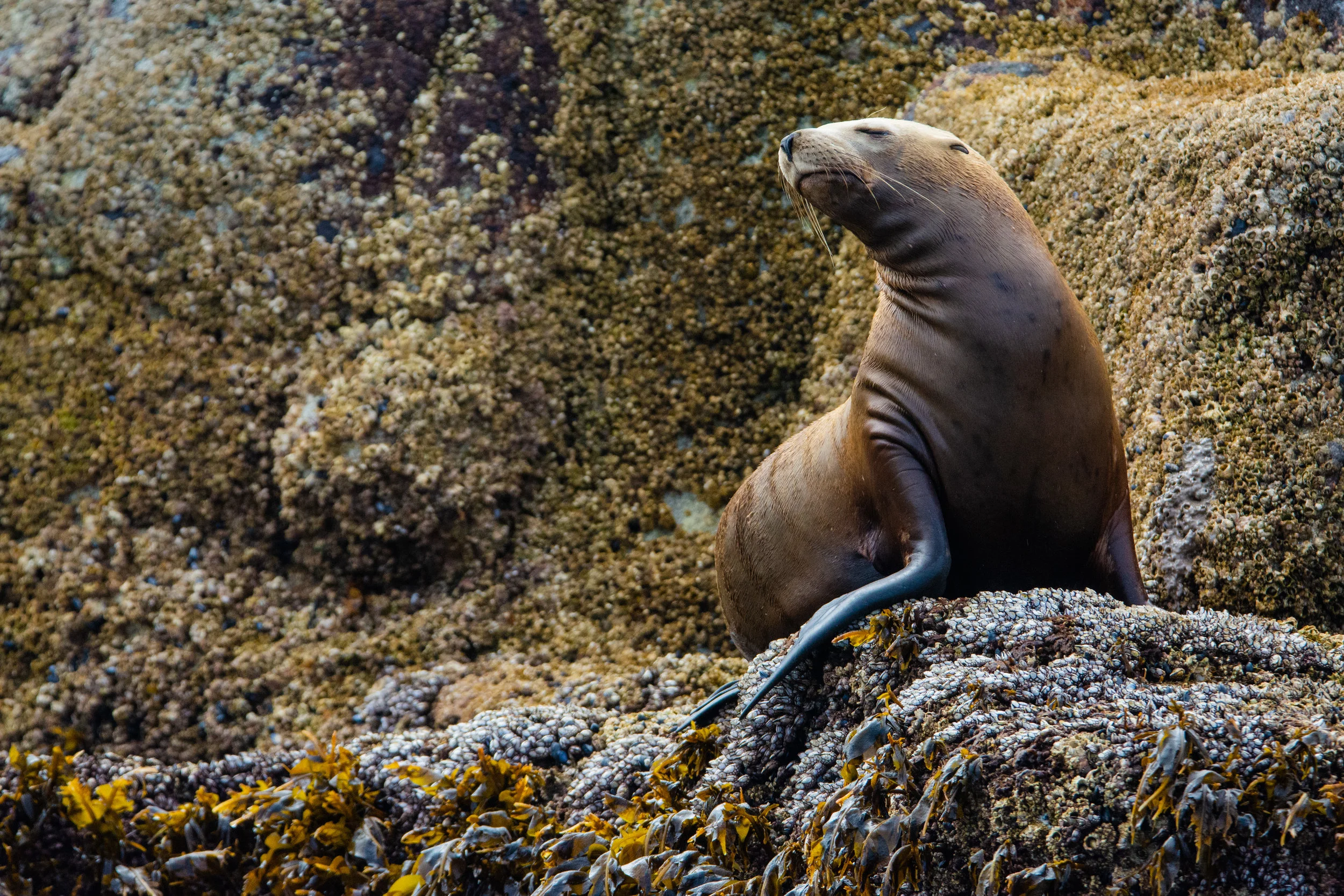 LioneClare_SCScalendar_stellarsealion-1.jpg