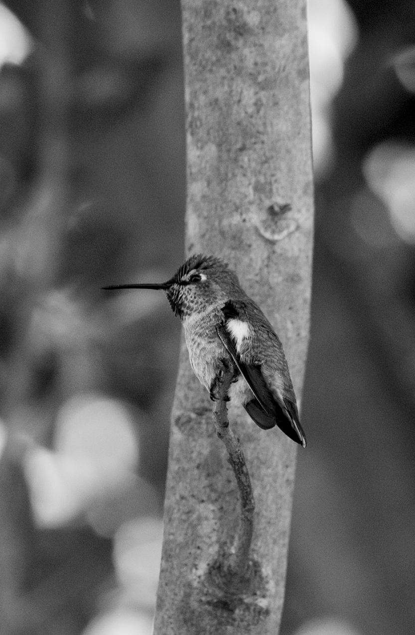 Mama Hummungbird Watching
