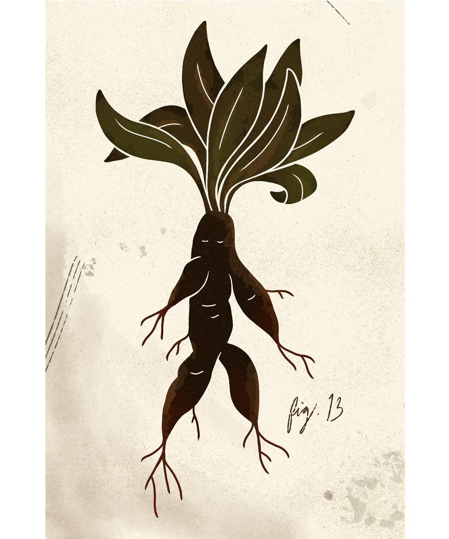 A little mandrake buddy for you! Last slide is the time lapse drawing from sketch to finished illustration. Should I make this into a series of little creepy-cute friends?