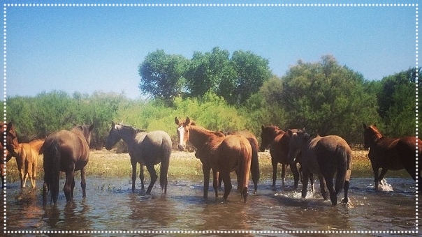 See the famous Salt River wild horses, they see you right back!