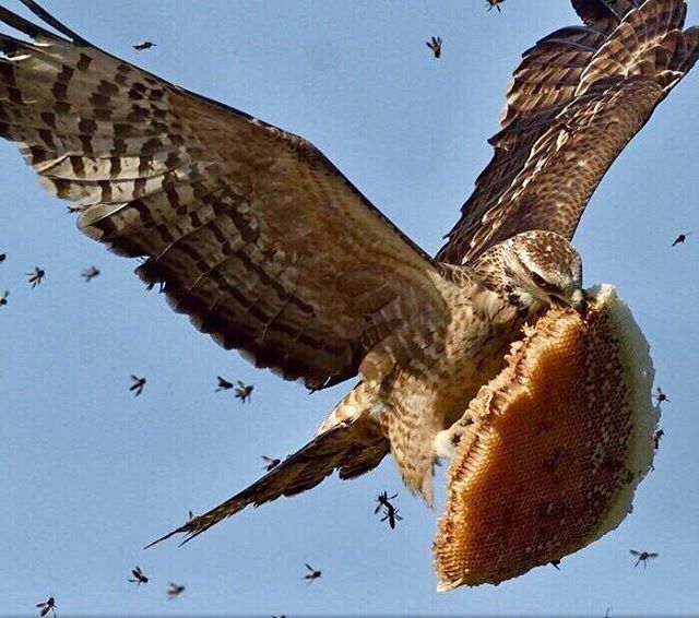 If you want that sweet honey you gotta risk the sting! Nothing worth having comes easy. The King Bee says fortune favors the bold!
Photo credit: Wanling Tang