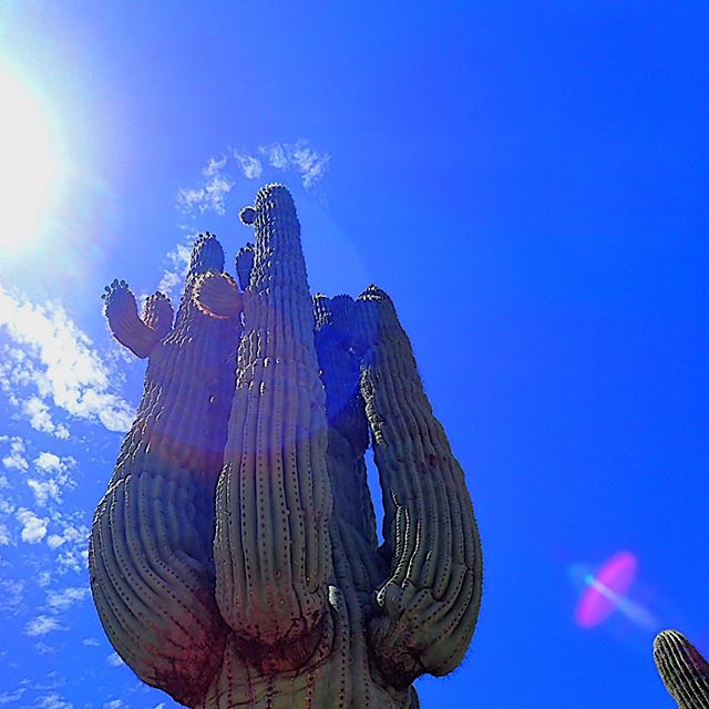 If JJ Abrams got into cactus photography...