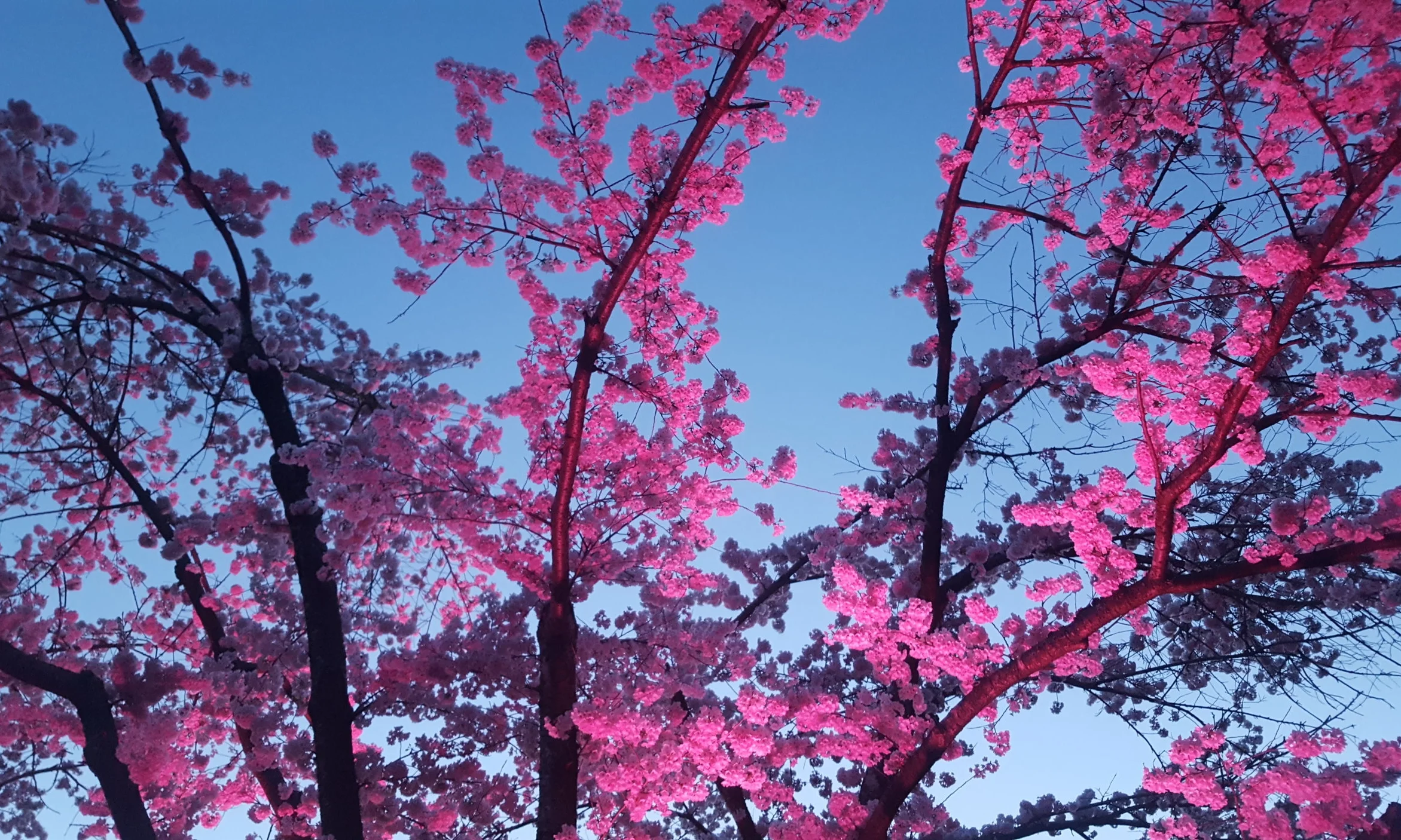 Spring Lights Illuminating Cherry Blossoms Sammietan