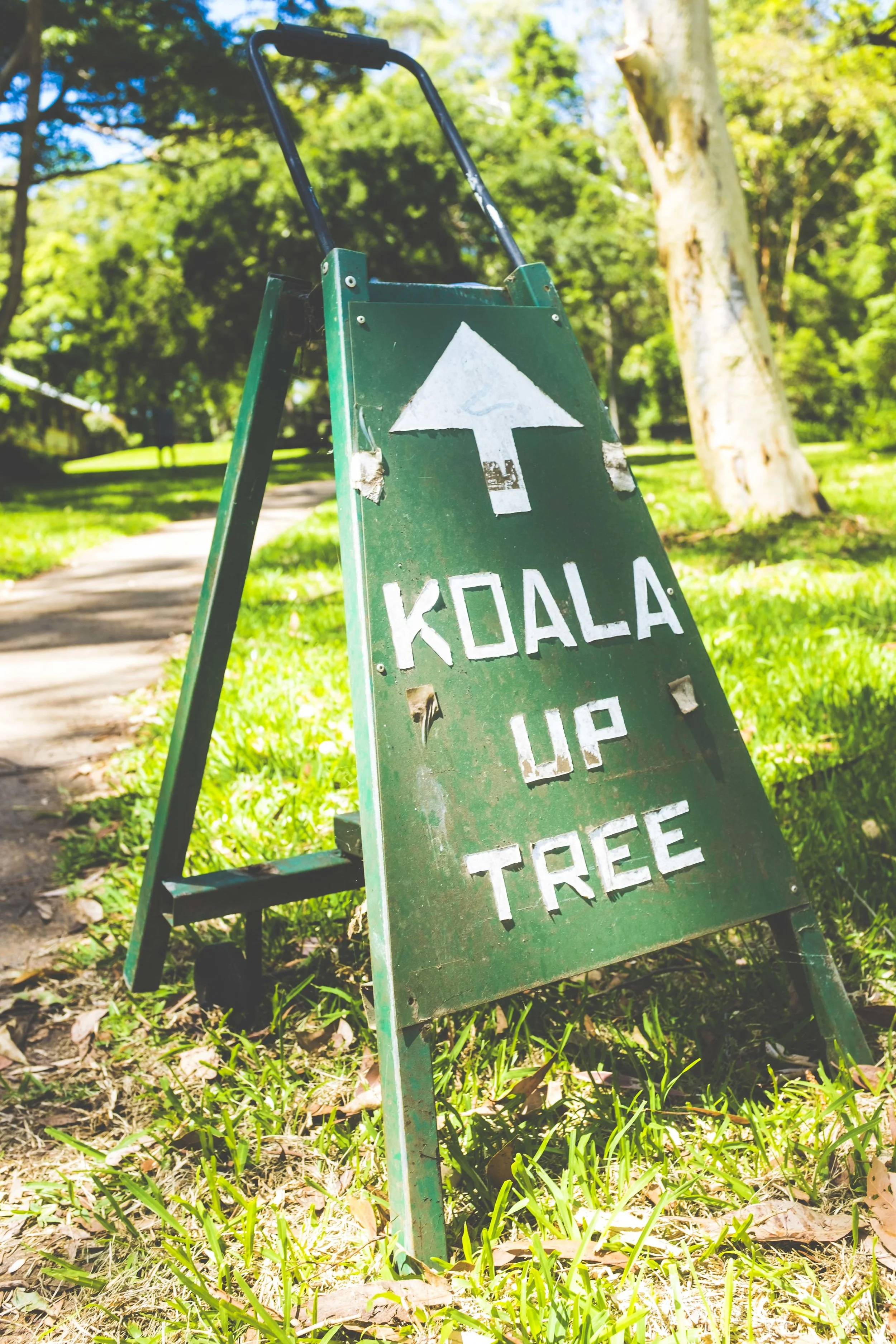 Koala Hospital. Photo: Marine Raynard