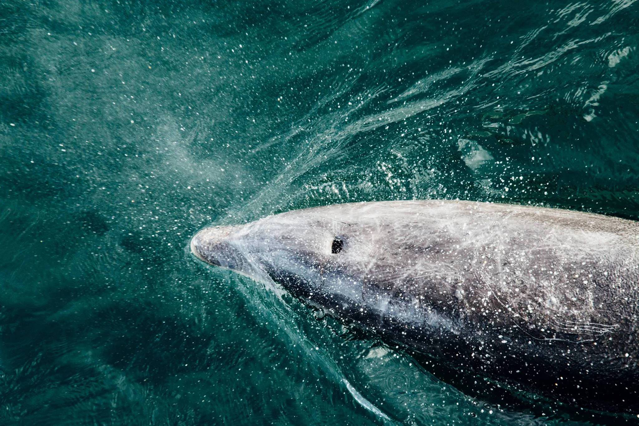 Dolphin in Bay of Islands! Photo: Marine Raynard