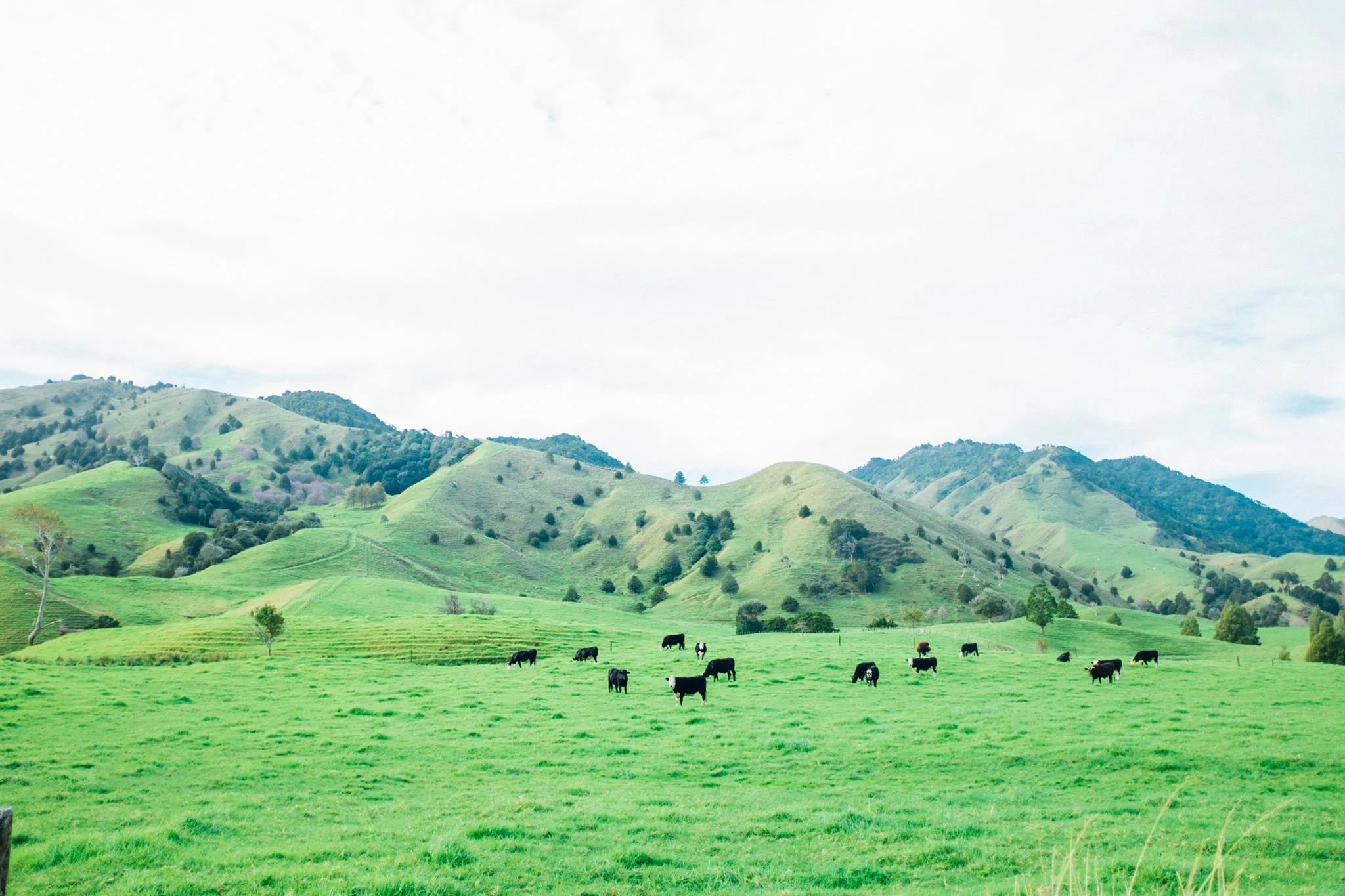 A typical New Zealand landscape. Photo: Marine Raynard