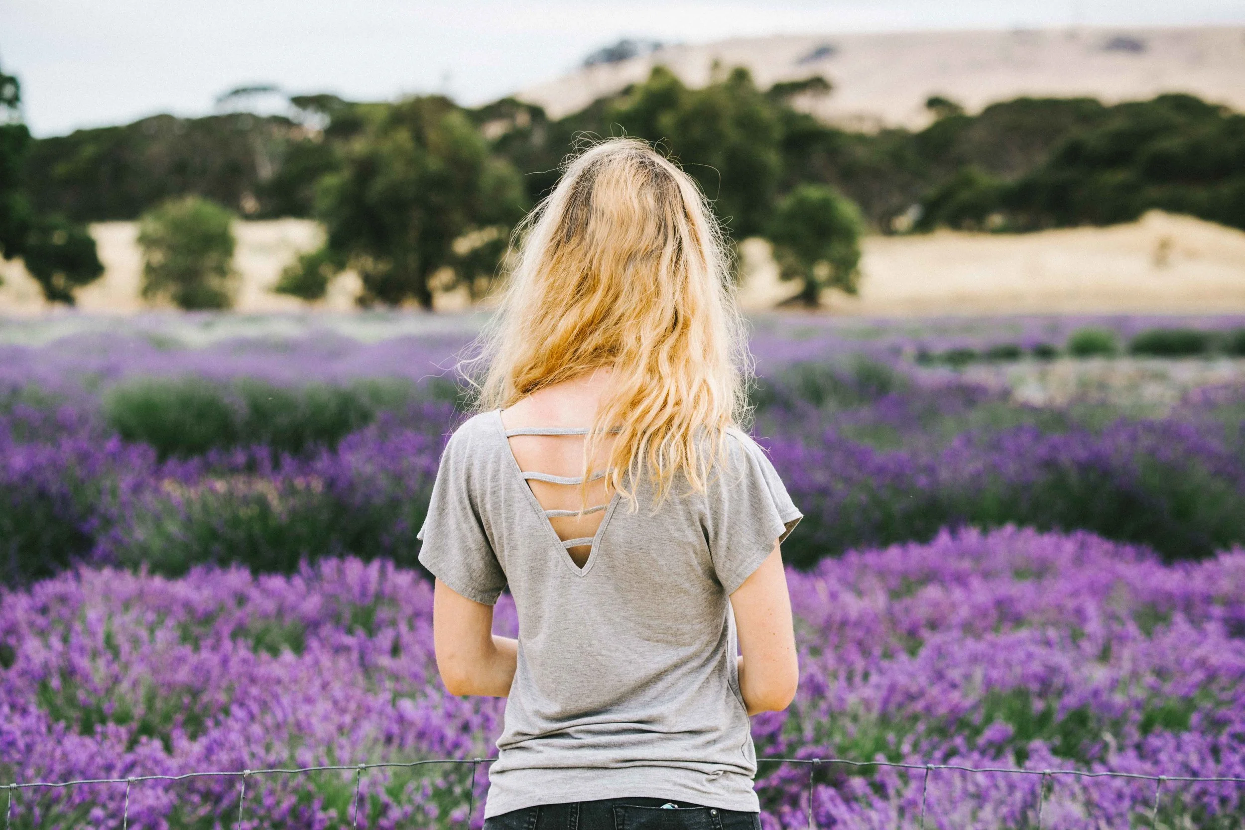 Lavender Farm Kangaroo Island