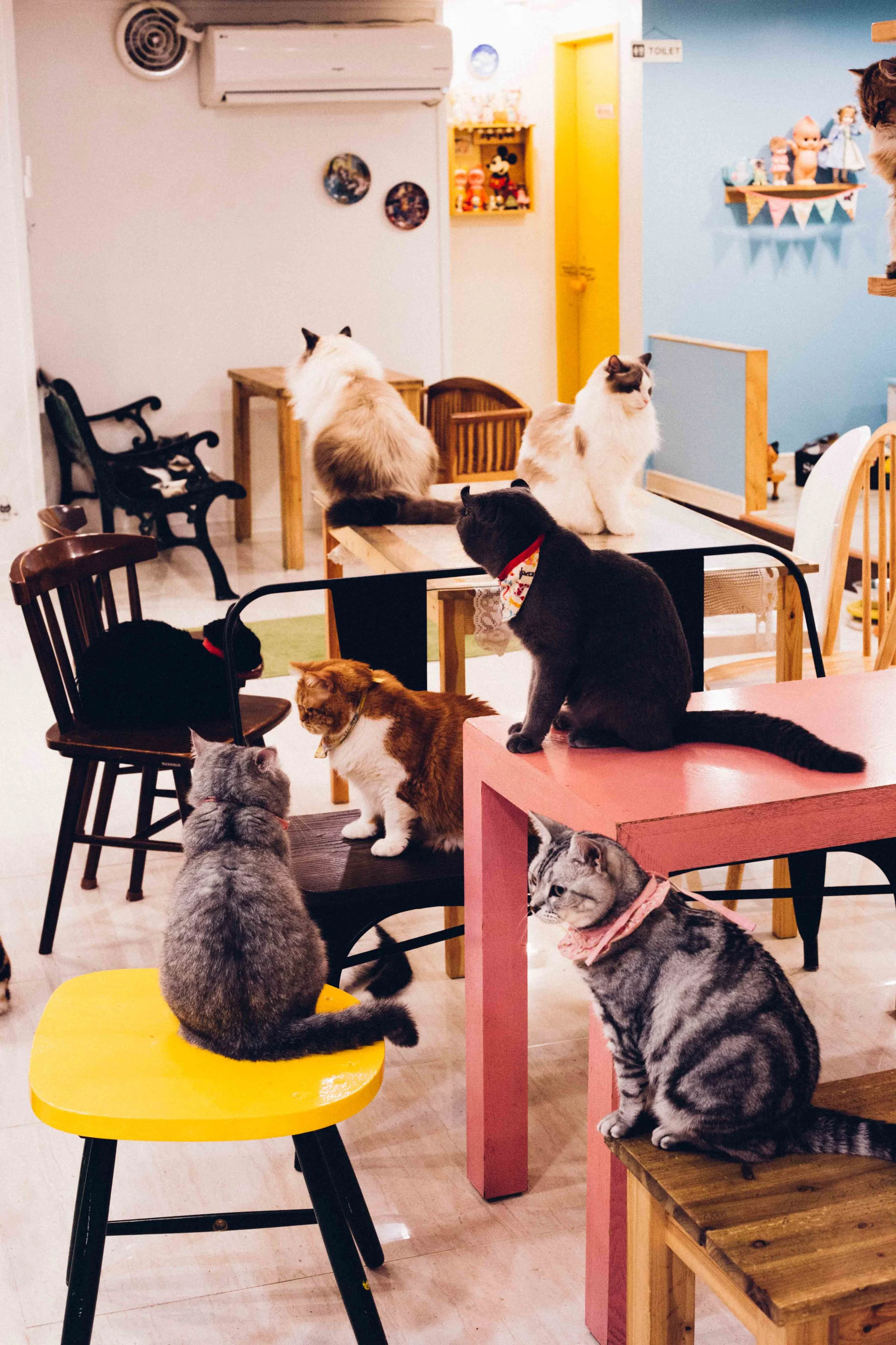 The cat cafe in Seoul