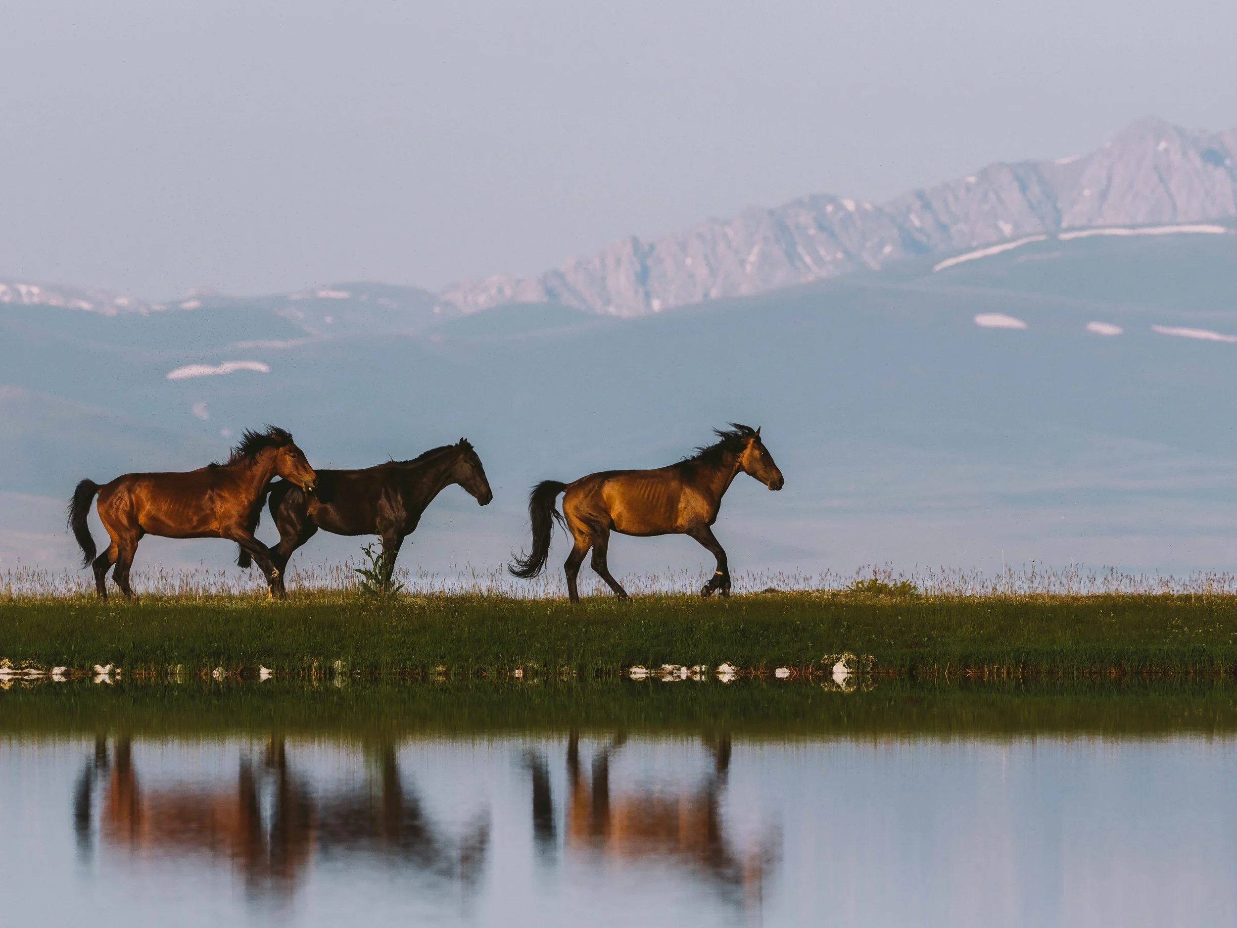 Almost Freedom - Three horses are shepherded along a grassy stretch of grass. Their feet are tied so they cannot run too far. Photo: Matt Horspool