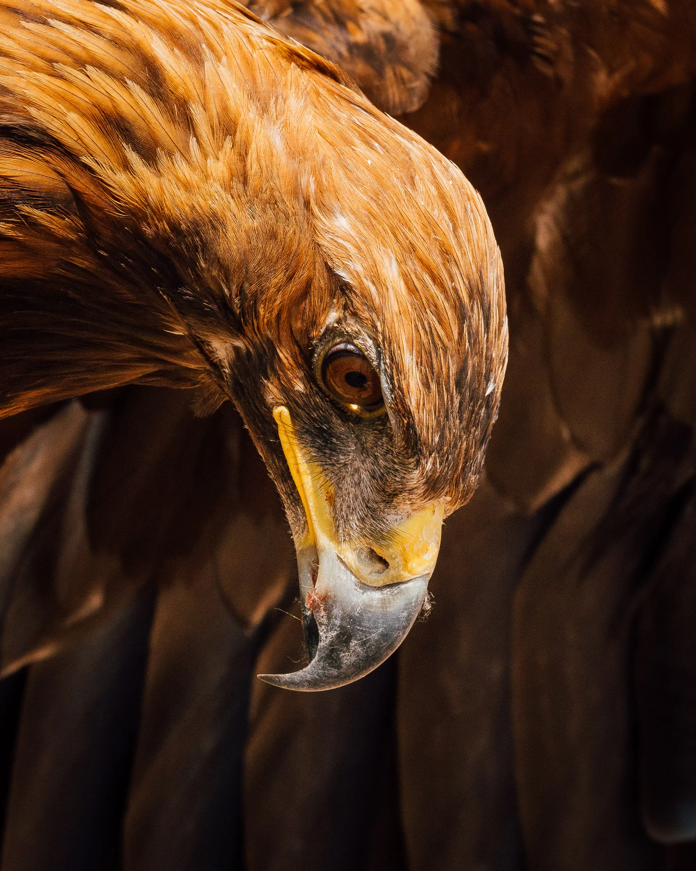 Bird of Prey - An eagle that lives with a local Kyrgyz trainer. Photo: Matt Horspool.