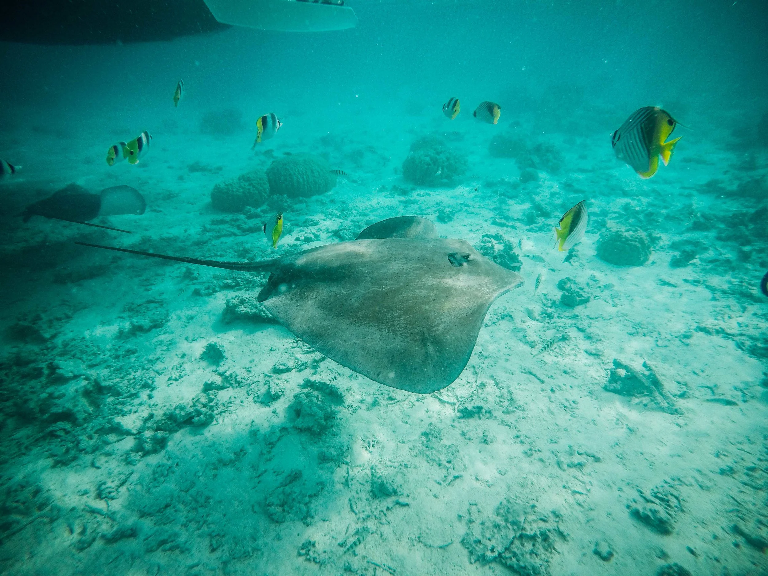 tahiti_underwater_stingray.jpg