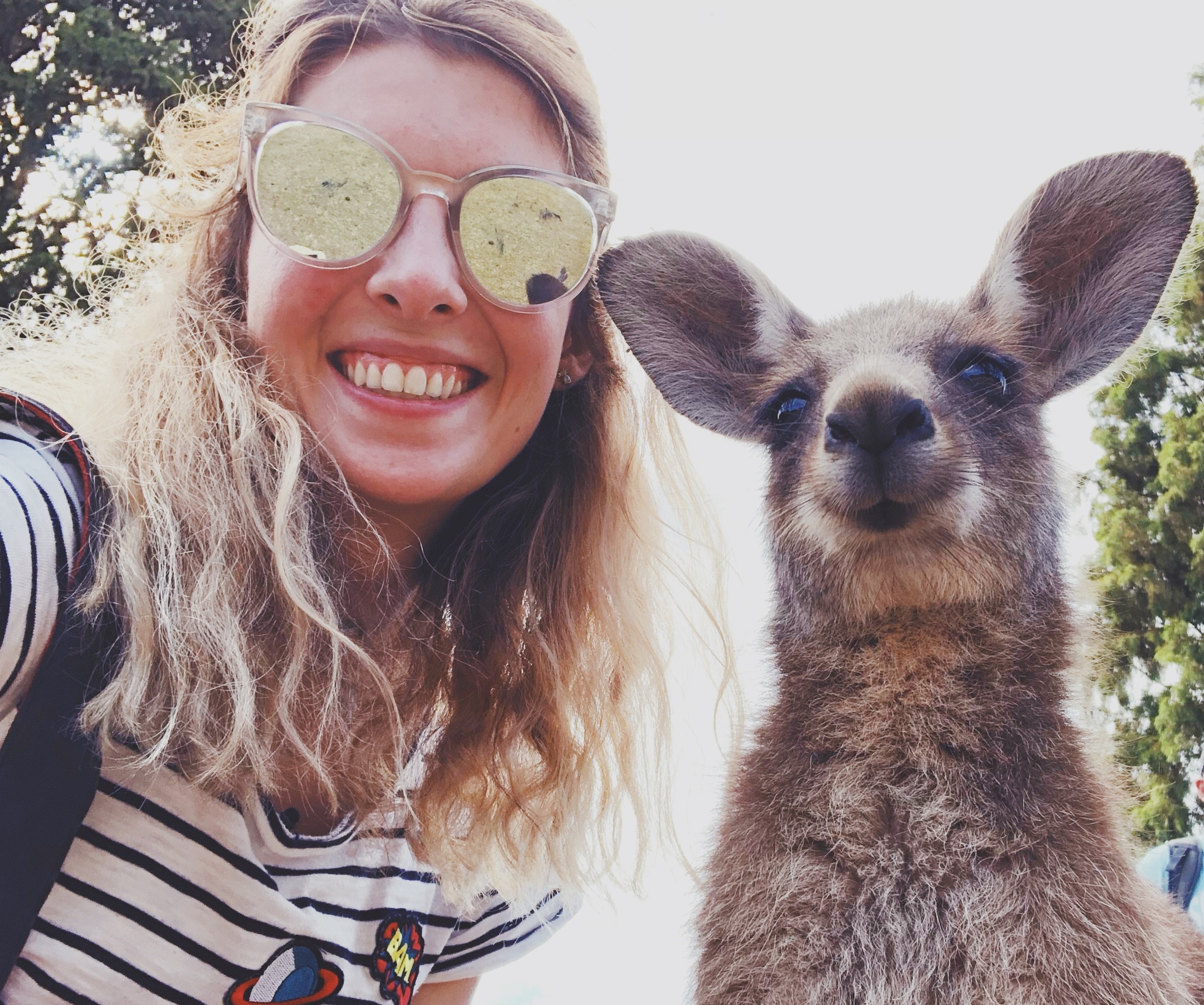 Australia-Kangaroo.jpg