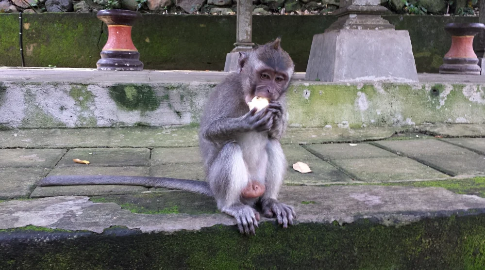 Bali Bible: Day Four